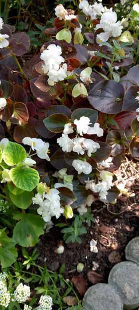  - 2024 - 03 - Toamna