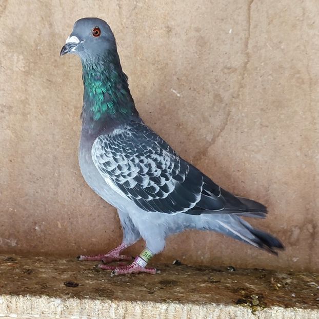 Mascul 23-315 GOLD - Stropit