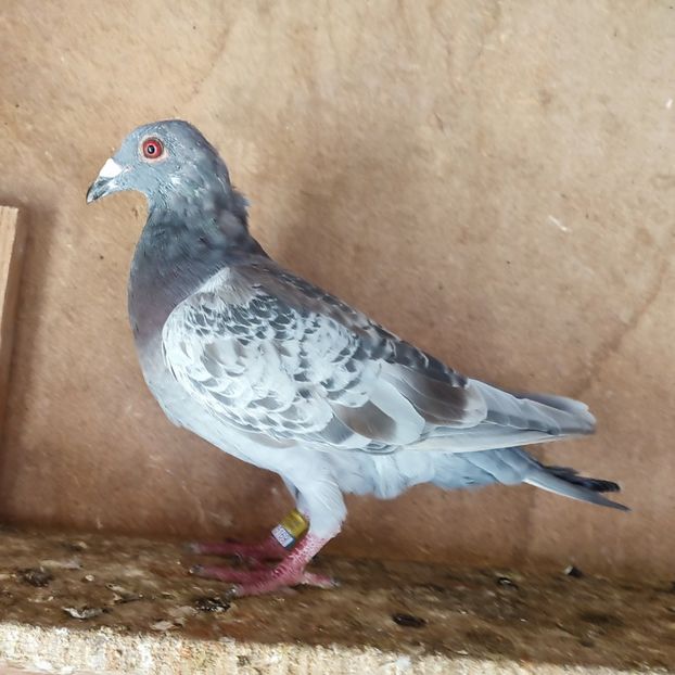 Mascul 24-378 - Saliu