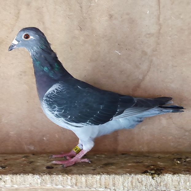 Femela 24-411 - Porumbei vanduti