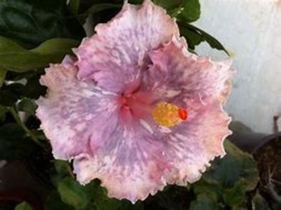 ICE PRINCESS - parinti - poza preluata - RK Arctic Sunset