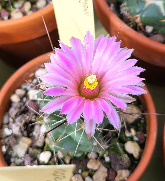 Coryphantha runyonii - Coryphantha runyonii DJF1035 45 Starr Co Texas