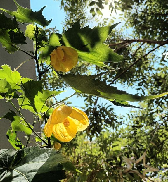 De azi... - Abutiloni