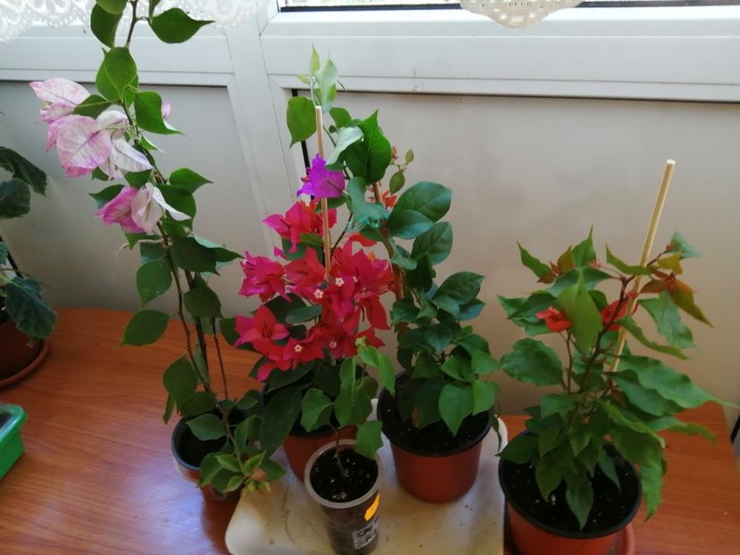  - Bougainvillea