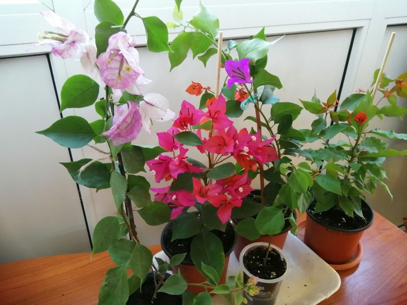  - Bougainvillea