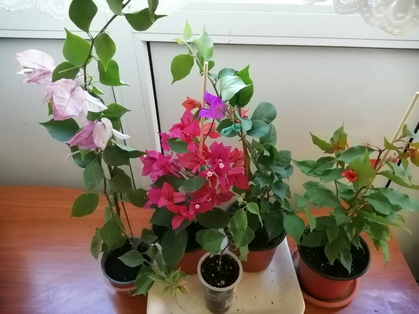  - Bougainvillea