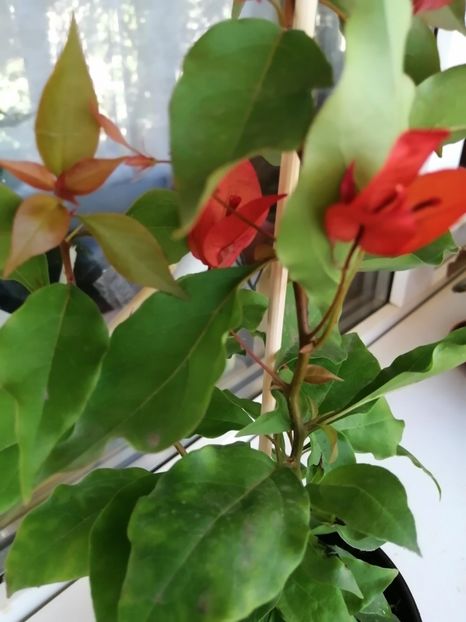  - Bougainvillea