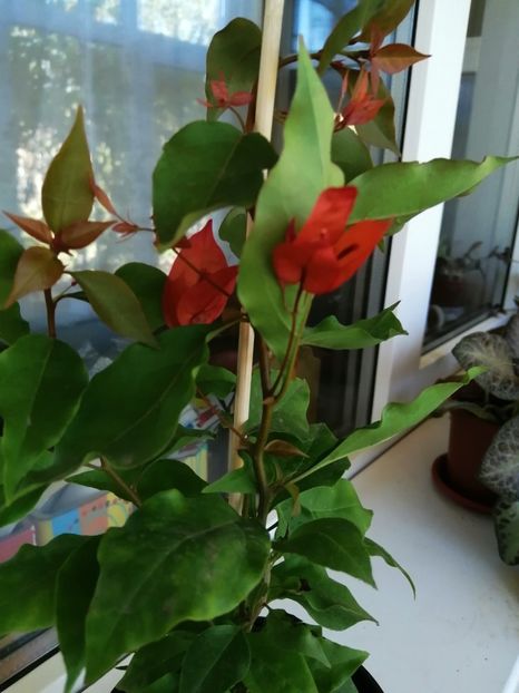  - Bougainvillea