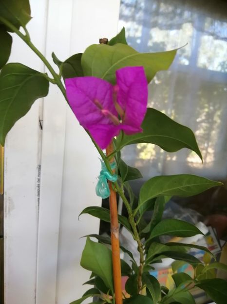  - Bougainvillea