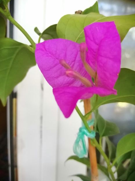  - Bougainvillea