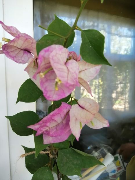  - Bougainvillea