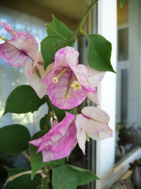  - Bougainvillea