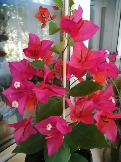  - Bougainvillea
