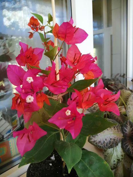 - Bougainvillea