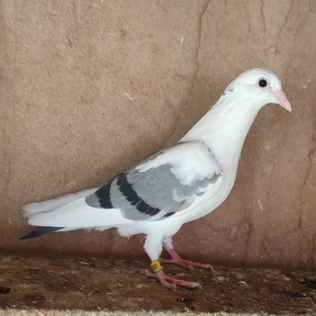 Pui 24-539 - Bălțat vanat