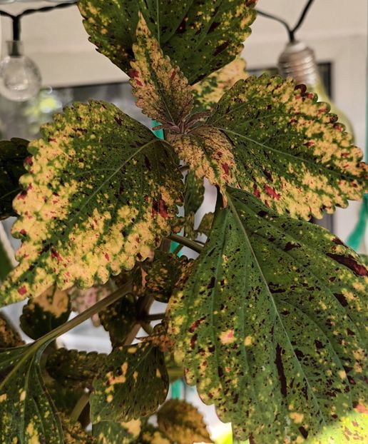  - Linişte şi flori