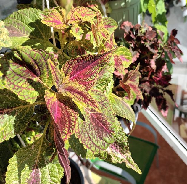  - Linişte şi flori