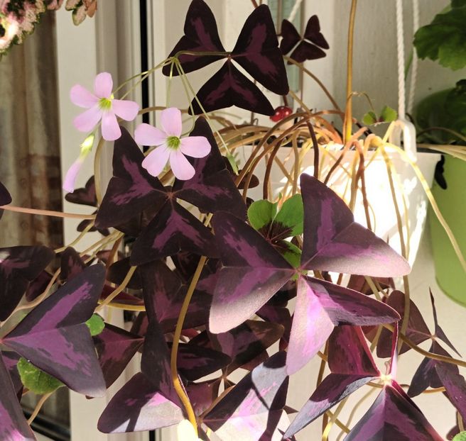  - Linişte şi flori