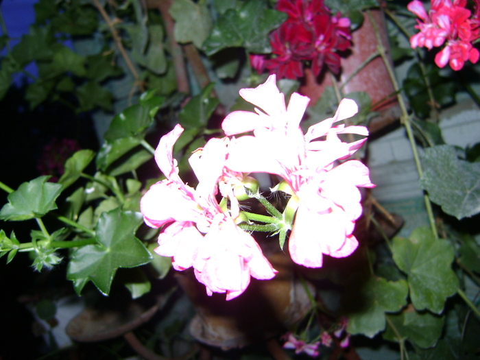 muscata curgatoare