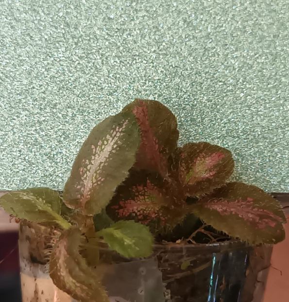 Puiuti din aceeasi frunza de episcia. Diferiti. - Surprize