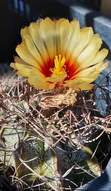 Astrophytum capricorne - Astrophytum