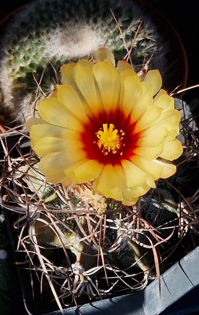 Astrophytum capricorne - Astrophytum