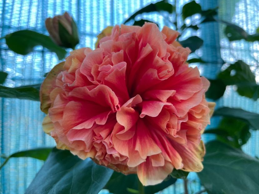  - HD Baloon of Happiness