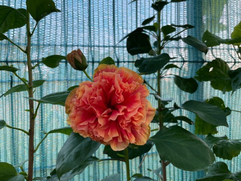  - HD Baloon of Happiness