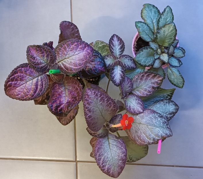  - Episcia