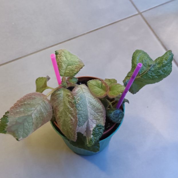 Are aripi! :))) - Picasso