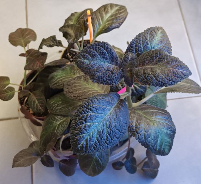 Nu am putut sa il separ de prieteni ;) - Golden Embers