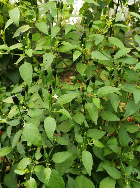  - SEMINTE ARDEI IUTE - AI 137 NANO CHILLI