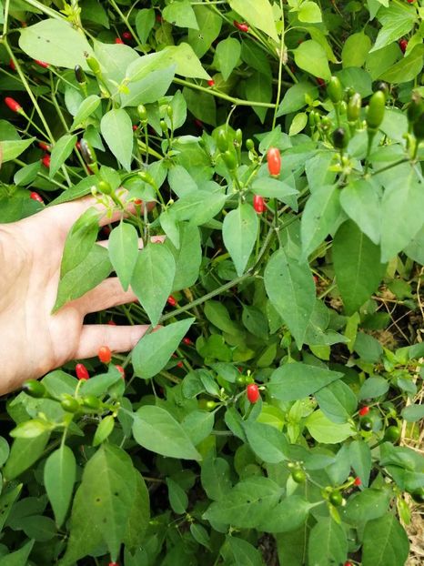  - SEMINTE ARDEI IUTE - AI 137 NANO CHILLI