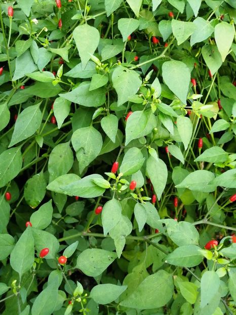  - SEMINTE ARDEI IUTE - AI 137 NANO CHILLI