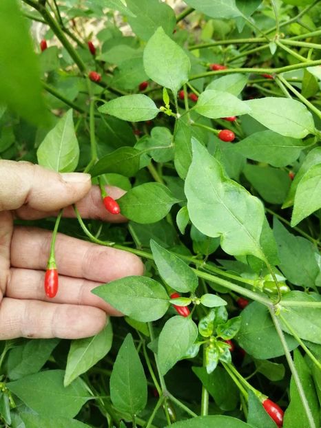  - SEMINTE ARDEI IUTE - AI 137 NANO CHILLI