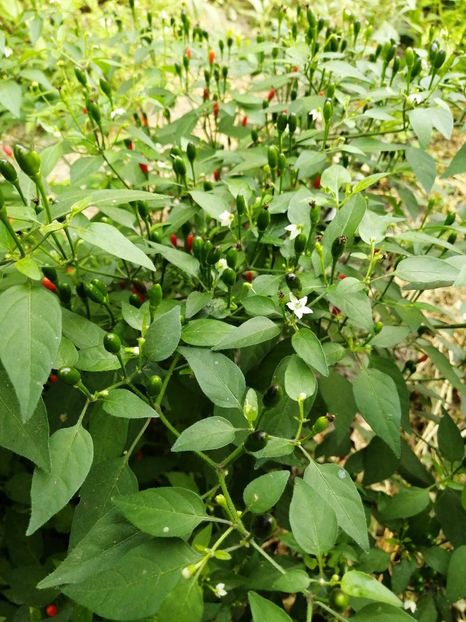  - SEMINTE ARDEI IUTE - AI 137 NANO CHILLI
