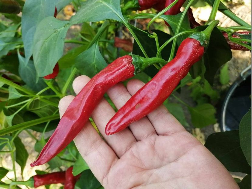  - SEMINTE ARDEI IUTE - AI 22 BLAULAUBIGER LANGLICH