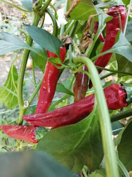  - SEMINTE ARDEI IUTE - AI 22 BLAULAUBIGER LANGLICH