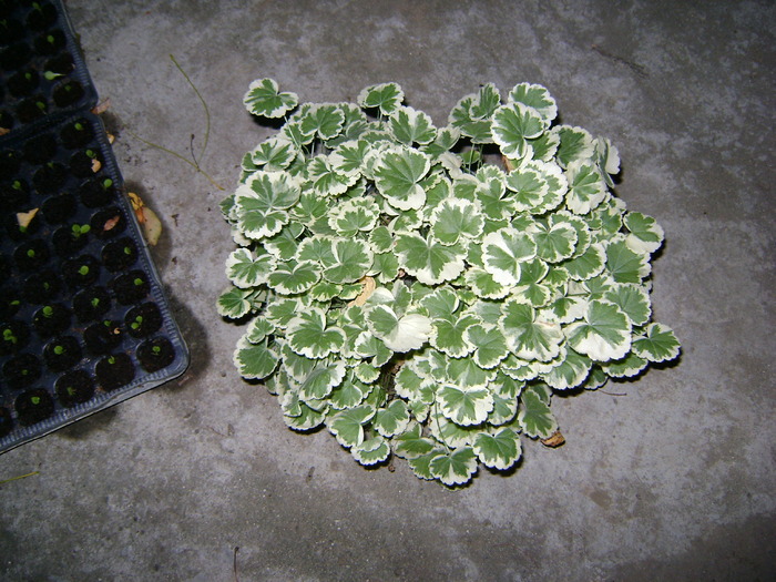 muscata