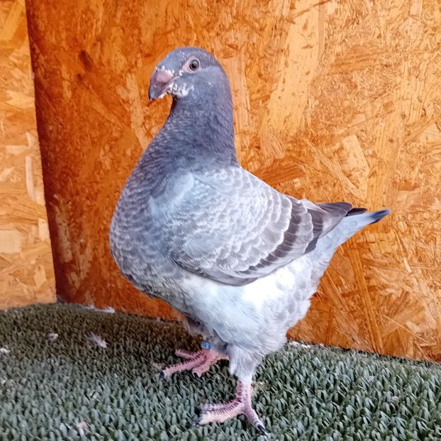  - AMERICAN GIANT HOMER