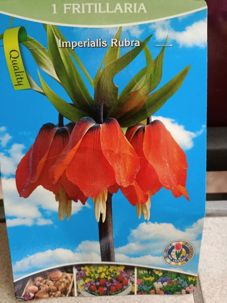 25.09.2024- Fritillaria - Achiziții 2024
