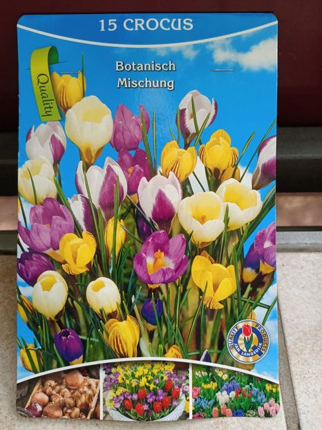 25.09. 2023- crocus - Achiziții 2024