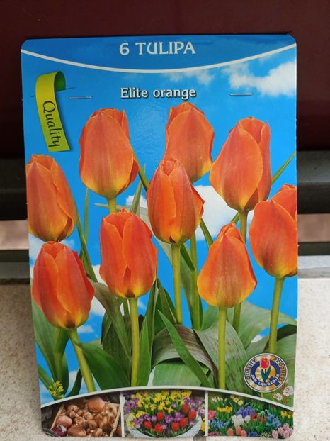 25.09.2024-lalele"elite orange" - Achiziții 2024