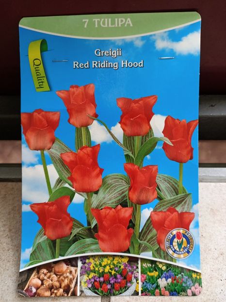 25.09.2024- lalele "greigii Red Riding Hood" - Achiziții 2024