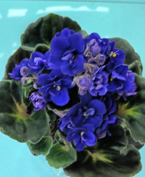  - Rococo Albastru
