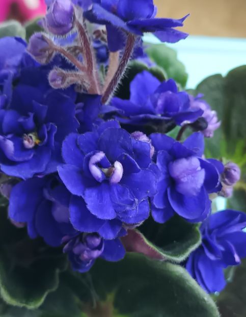 - Rococo Albastru