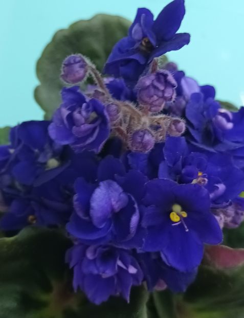  - Rococo Albastru