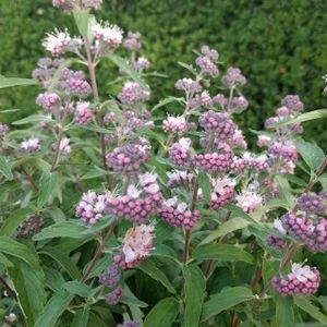Caryopteris_clandonensis_Stephi roz - Noutati 2024