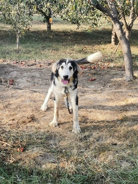  - caini ciobanesti de bucovina care au fost sau sunt in proprietatea mea 2