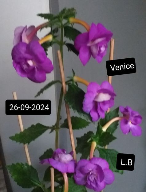 Venice - ACHIMENES - 2024